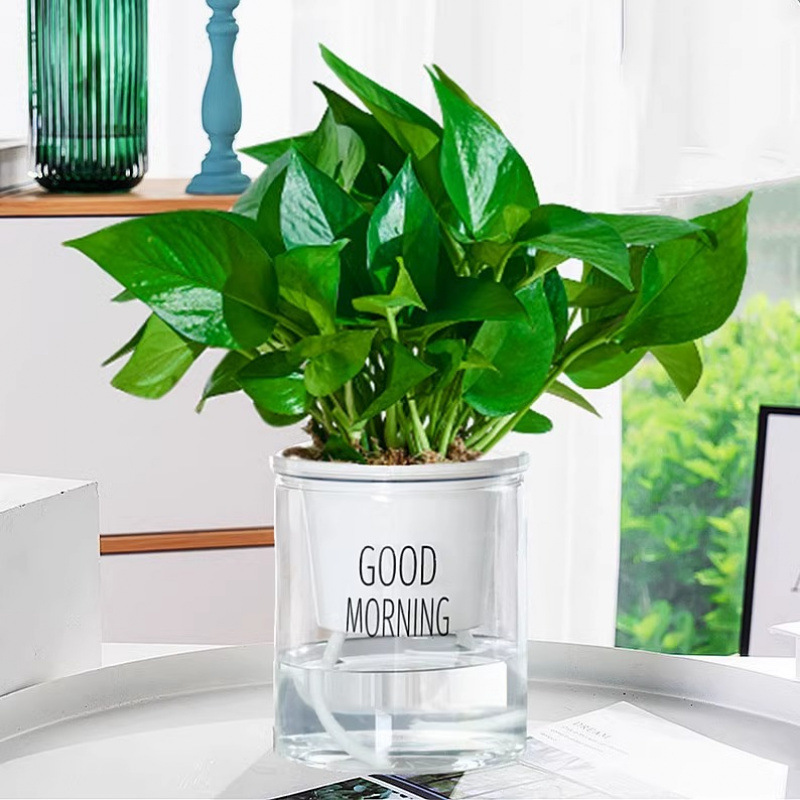 포토스 [굿모닝 세면대] + 영양액