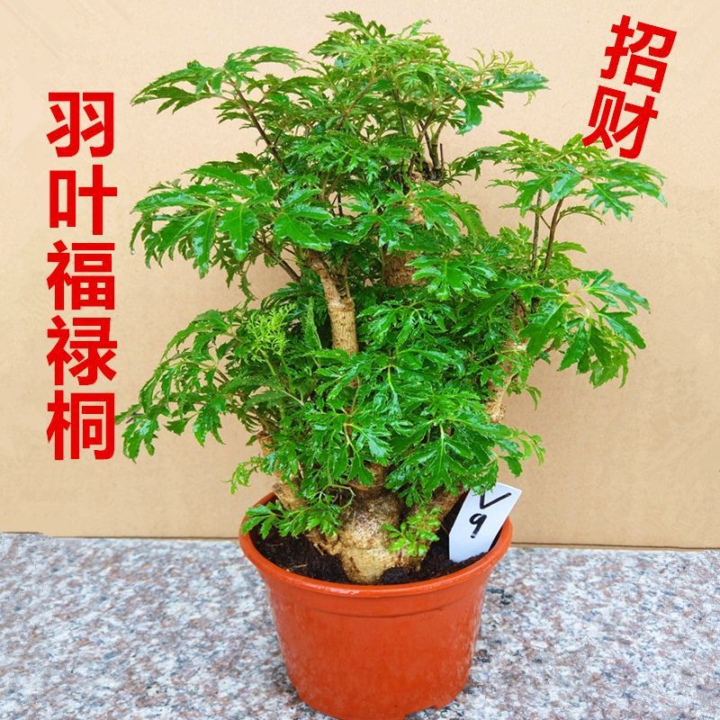 细叶森桩创意盆栽桌面迷你绿植室内耐阴好养植物福禄桐1花卉