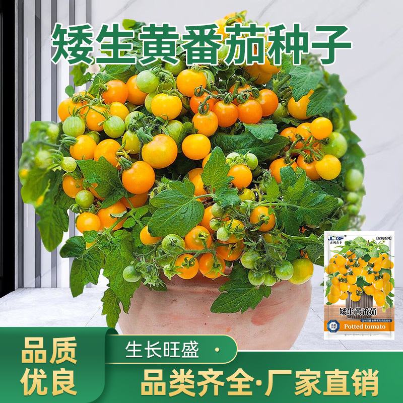 矮生黄番茄种子小番茄种子苗千禧圣女果种籽孑水果西红柿四季盆栽