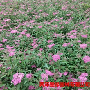 Wholesale Pink Flower Spirea Engineering Seedlings Red Flower Spirea Hemp Leaf Willow Leaf Green Leaf Spirea Seedlings Flowering Color Block