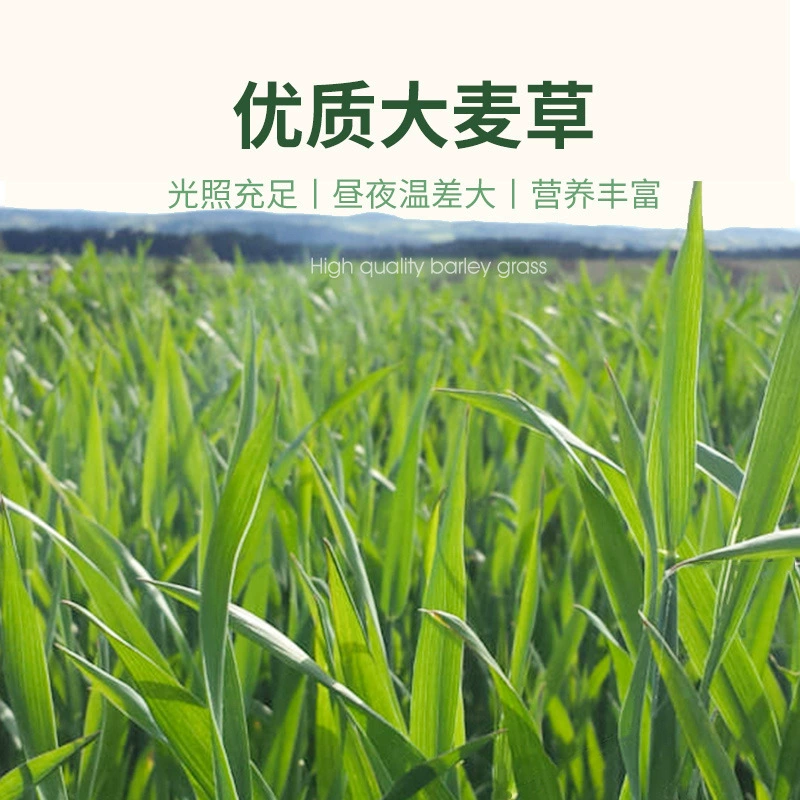 2024 New Barley Grass Section Rabbit Guinea Pig Chinchilla Guinea Pig Guinea Pig Rabbit Food Rabbit Feed Hay Food Wholesale
