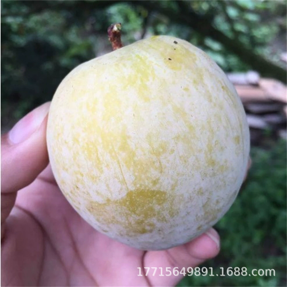 Wushan зеленый хрустящий саженец сливы Золотой Най сливы в форме персика Слива может хрустящий Tongxiang Слива Prunus Слива рассада