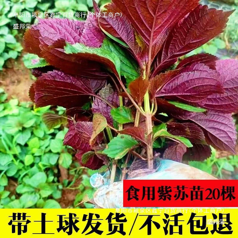 Съедобные рассада периллы, 20 штук, поставляется с почвой и корнями. Большие листья, свежая рассада периллы. Для выращивания в горшках на балконе в любое время года.