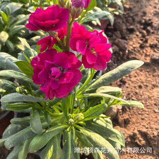 Ornamental Cold-Resistant Florals Violet Potted Qingzhou Cultivated Perennial Flower Seedlings Violet Large Quantity Discount