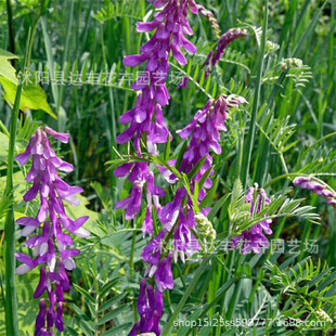 ���l�ϻ����ӷN�ӾG�ʹ��¾G���·N���~ë���ӄ���������g��Դ