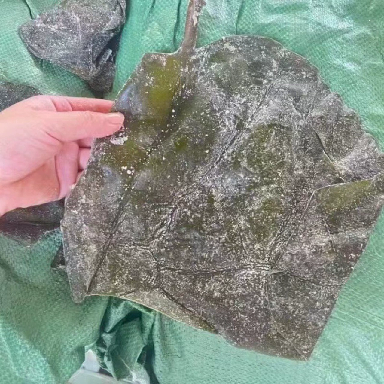 Головка соленой водоросли ощущается как толстая, корень головки водоросли продается на лотках, а полусушеная соленая головка водоросли продается оптом.