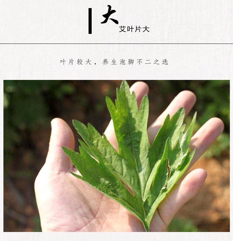 Dried Mugwort Leaf Ai Ye 250g Bag Qichun Wormwood for Moxa and Herbal Use specifications