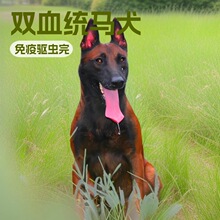 纯种马犬幼犬爆红马犬幼崽小狗活体比利时马犬护卫犬工作犬宠物犬