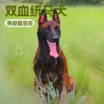 纯种马犬幼犬爆红马犬幼崽小狗活体比利时马犬护卫犬工作犬宠物犬