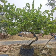 259�������ʘ�Y�������Ϙ����͘䘶��ֲ�繫�@ͥԺ�G��