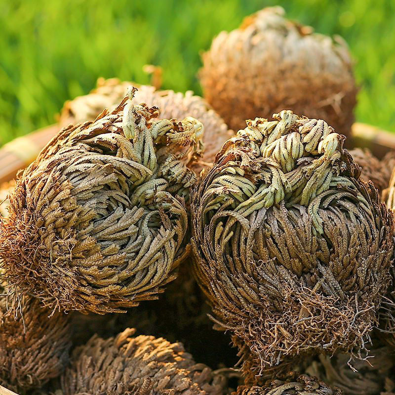 Dried Selaginella Juan Bai 500g Whole Herb Traditional Chinese Herbal Tea Material quality and texture