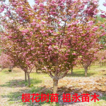 ձѻ绨ܰ΢辰Gֲ҃ļ_ѻ