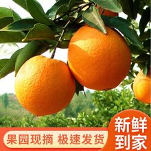 江西赣南脐橙产地直发时令新鲜水果无籽果冻橙子包邮