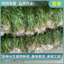苦草沉水植物矮型苦草苗池塘造景净化水质水培植物基地批发苦草苗