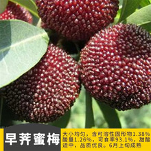 ÷��޽���|����÷�����ڗ�÷�����ش������ϱ����Nֲ����Y��