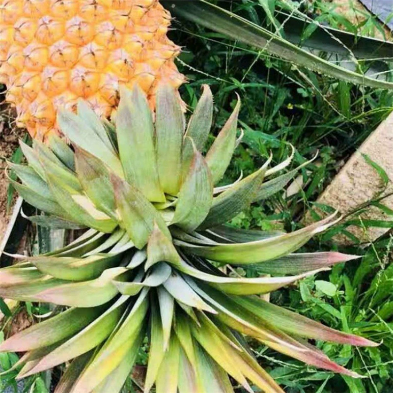 Ананас Рассада Тайвань Золотой бриллиант Ананас Рассада Духи Ананас Рассада База Технология разведения Ананас Рассада Результаты года