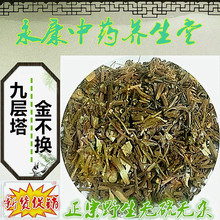 野山 九层塔 金不换 罗勒 兰香草 千层塔 香佩兰500克包邮真货好