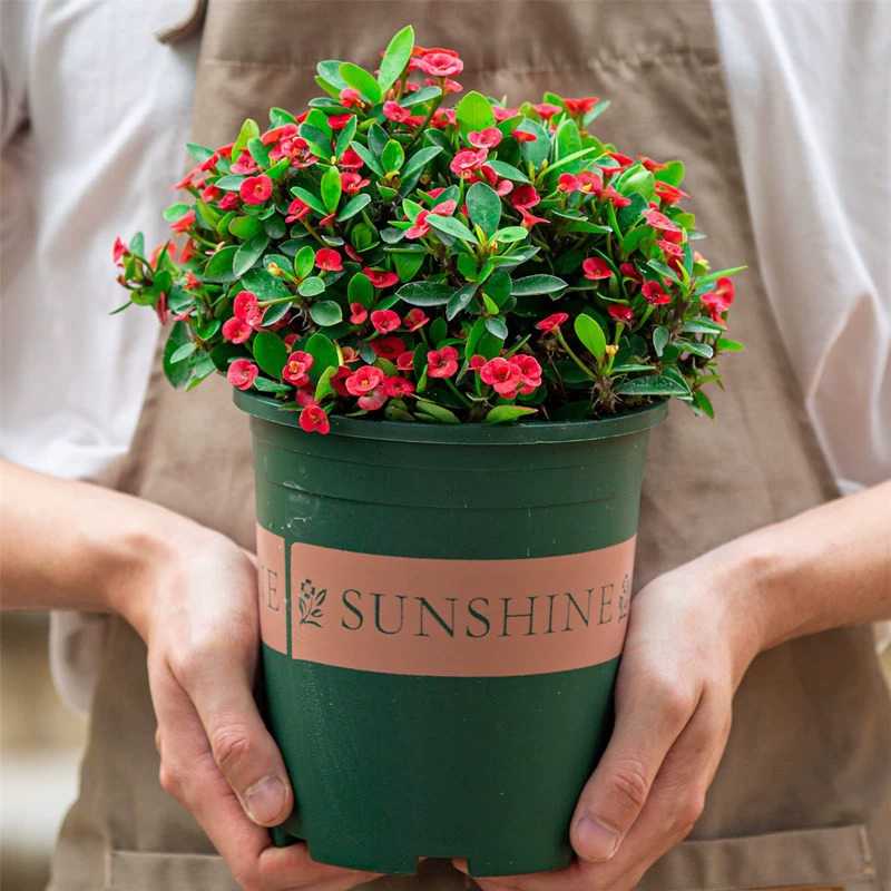 Тигровый шип слива в горшке железные цветы бегонии хорошие Four Seasons цветущие маленькие растения Комнатные цветы Офис Гостиная цветы зеленые растения