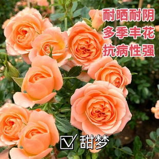 �����¼����ٱ��¼��󻨝����ļ��_���Nޱ������ͥԺ�̨��������