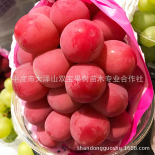 �_�R�t��ʯ������ ɽ�|�������l�޽�Ǥ�山���Ϸ��Nֲ��Ʒ�N����