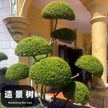 小叶女贞造型树 庭院别墅造型景观 四季常青盆景地栽多头女贞绿植