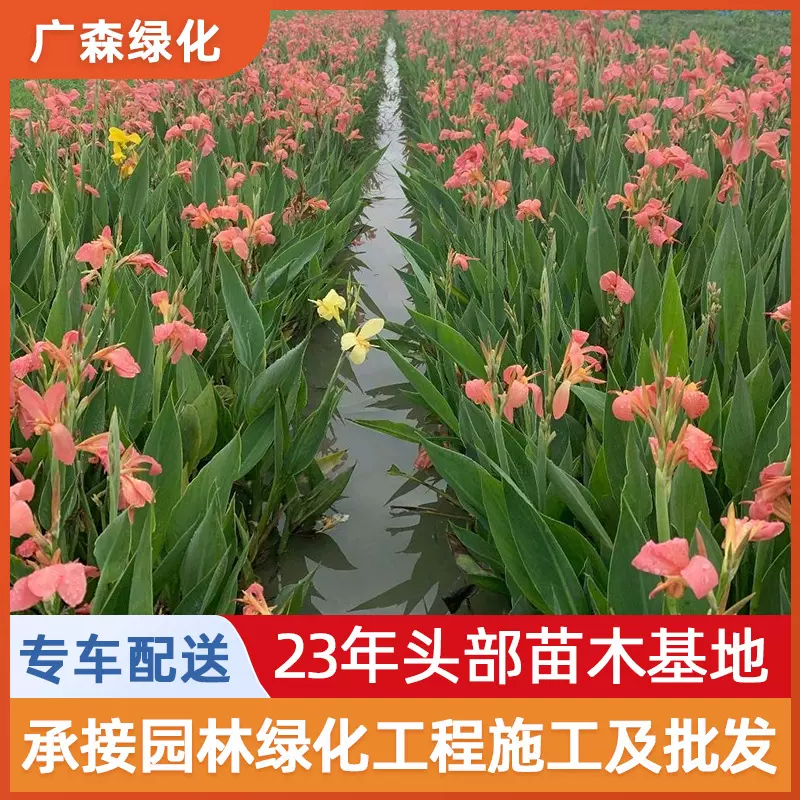 水生美人蕉黄粉红花苗 湿地园林绿化工程庭院绿化 美人蕉基地供应
