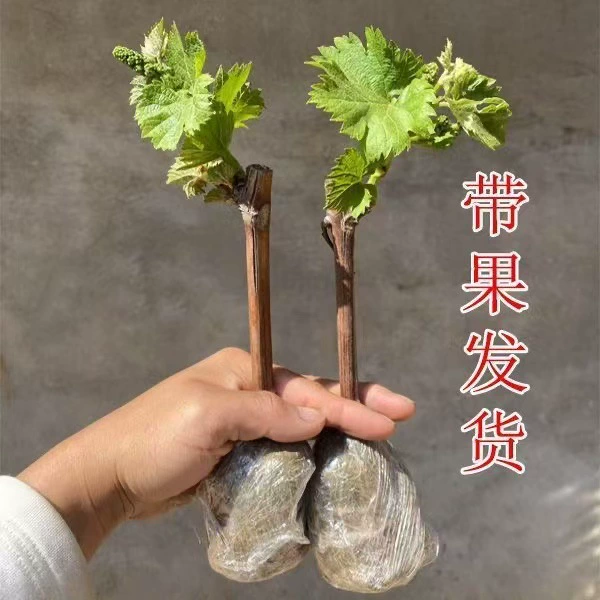 [С почвой и листьями] Веточки виноградного дерева, горшечные растения, вьющиеся растения во дворе, саженцы винограда северной и южной розы.