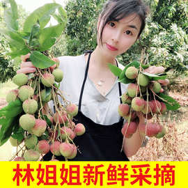2024广东高州新鲜妃子笑荔枝应季水果孕妇开胃水果顺丰空运包邮