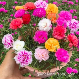 盆栽;种子;园林果树