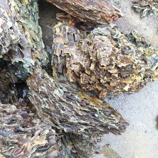 Aquarium pine stone landscaping boutique pine stone bonsai dragon bone stone wholesale price discount pine stone stone