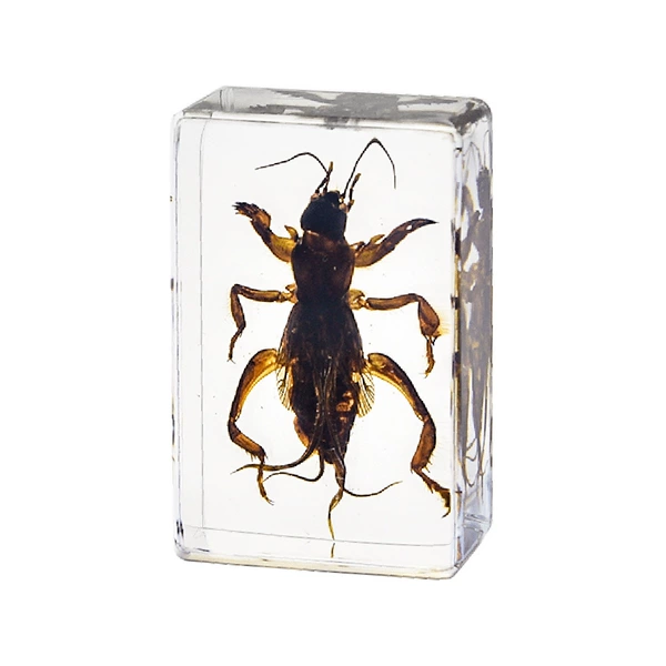 4.5CM small cricket