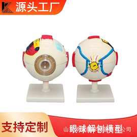 人体眼球模型眼睛放大模型眼球解剖模型人体生物医学教学模型展示