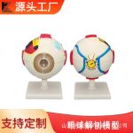 人体眼球模型眼睛放大模型眼球解剖模型人体生物医学教学模型展示