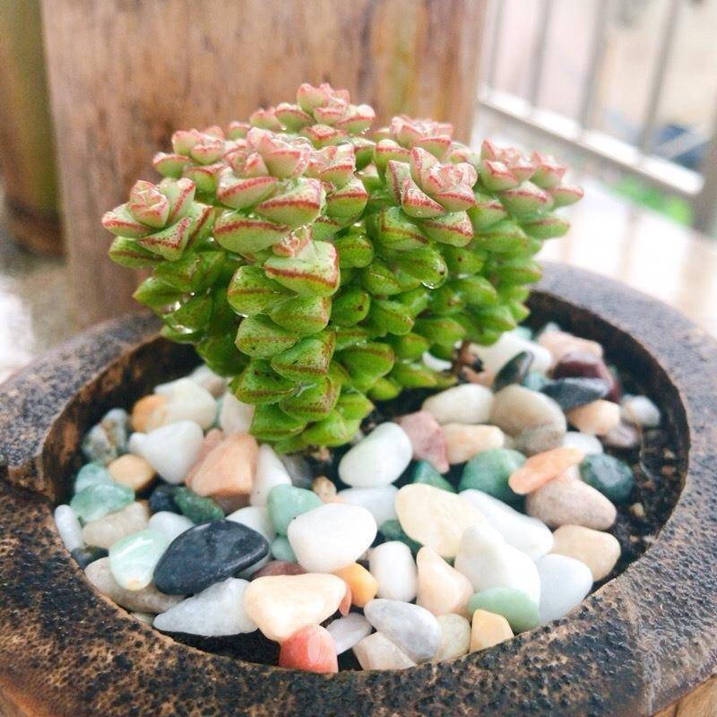 fish tank decorate Landscaping Multicolored stone Stone Whitehead son Paved Flower pot flowers and plants decorate Pebble wholesale