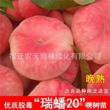 瑞蟠桃纽扣桃树苗新疆蟠桃苗嫁接新品种特大毛蟠桃树果苗桃树嫁接