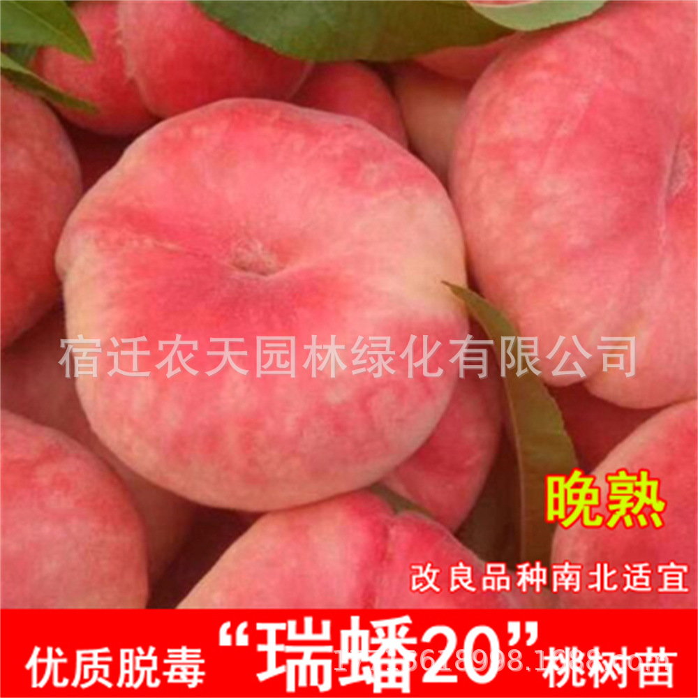 瑞蟠桃纽扣桃树苗新疆蟠桃苗嫁接新品种特大毛蟠桃树果苗桃树嫁接