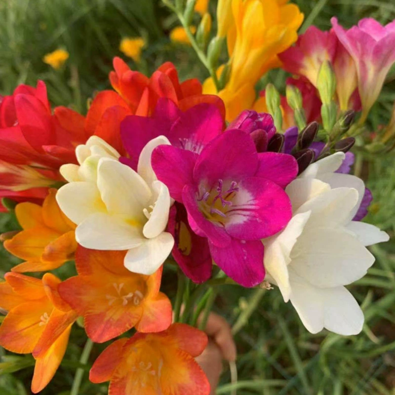 Базовая оптовая продажа, четырехсезонных, легко выращиваемых растений Xiangxuelan, фрезия, горшечные садовые цветы, луковицы, цветочные семена