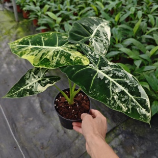 �G���Z�q�\��������~�� �^��ɏ�҃ȟᎧֲ��W�tС����һ�����l