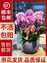 【顺丰包邮】蝴蝶兰盆栽带花苗室内客厅四季开花卉植物耐阴好养活