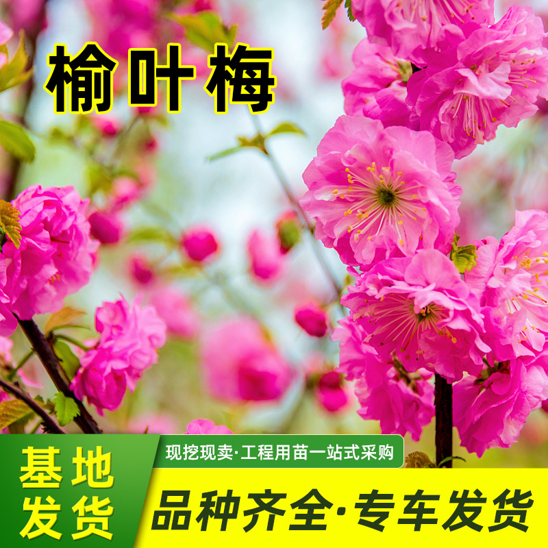 重瓣大花榆叶梅批发公园草地绿化树苗庭园池畔观赏花卉植物小桃红