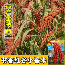 �t��С���׷N�ӑНhǧ��߮a����ӷN�ӿ��B��С�׷N���SС�׷N��