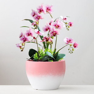 �մɻ��豱�W���ú��sins�L�p�������L�����m����Gֲ�����辰��