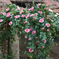 仿真玫瑰假花绿植藤蔓月季花壁挂暖气管道遮挡装饰阳台花园绢花艺