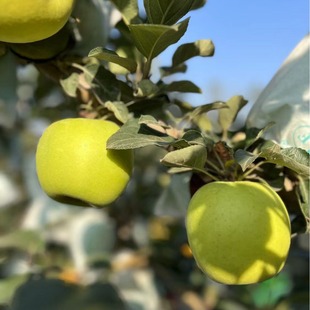 �����ѩ�O�����������֭ϡ����ƽ���r��ʺ�һ�����l�崨�a��