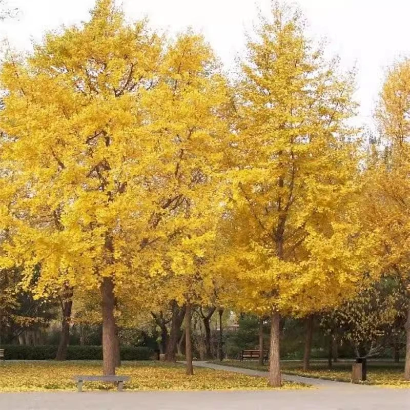 Оптовая гинкго семена деревьев двор питомник облесения зеленые семена рассады