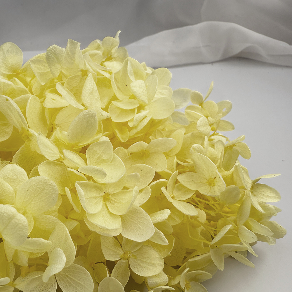 Flores de hortensia preservadas de calidad A+ del fabricante de Yunnan, flores preservadas en caja de 20g.