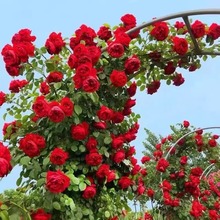 1��6�ߴ��ٱ��¼��Nޱ�������پGֲ���ļ��_��������õ���̨�Nֲ