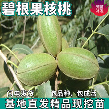 һ�����l�����̸������Ҙ���޽ӱ�Ƥ��������ϱ����Nֲ����ͥԺ