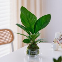 �ی���̦�\��ˮ��ֲ���k���҃�������B�ͻ���ؔ�����ͶY�Gֲ����