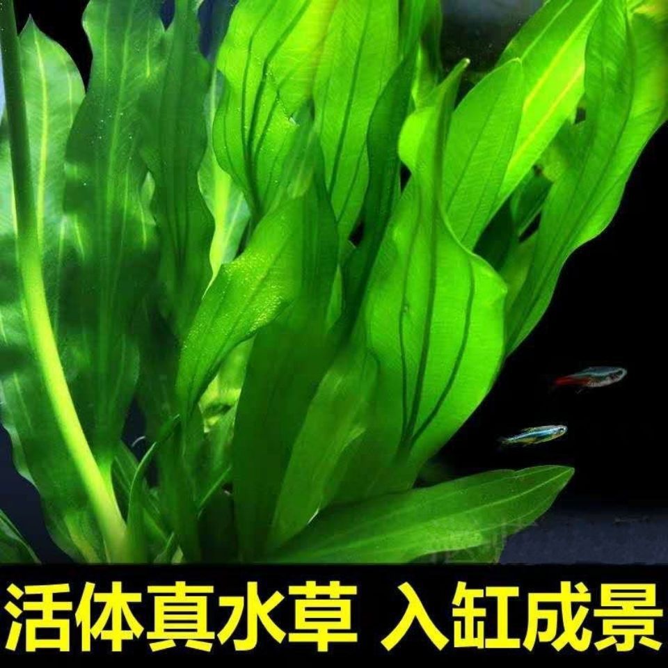 Package plants Aquatic herb Botany Green chrysanthemum Big leaf fish tank Landscaping plants